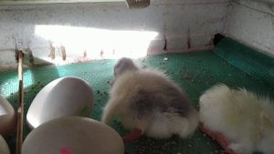 Инкубация гусиных яиц. Слабые гусята.
