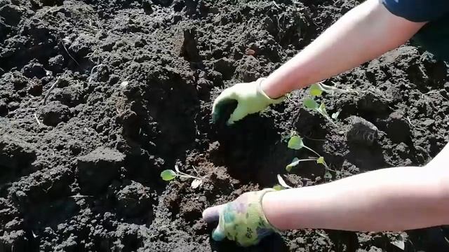 Высаживаю рассаду КАПУСТЫ в грунт. ЗАГОВОР на урожай. смотреть онлайн