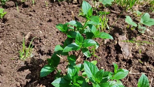 Гортензия метельчатая Сильвер Доллар из коробки. Я думала, что убила её ?♀️ смотреть онлайн