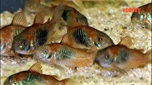 Коридорас Венесуэла оранж содержание, разведение, совместимость и чем кормить