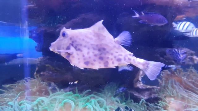 Киевский океанариум.Куда в Киеве поехать погулять с ребенком. смотреть онлайн