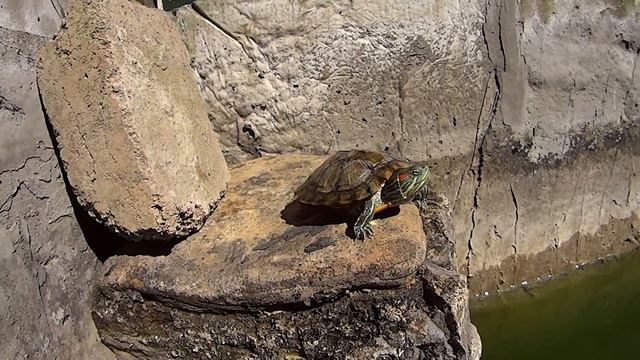 Один день из жизни Клёпы:) смотреть онлайн