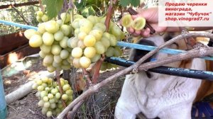 Виноград Сенатор- крупноягодный красавец раннего срока созревания