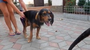 Игры щенков. Немецкая овчарка и спаниель.Рэкс и Боня Odessa