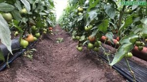 Сбор томатов у Михаила Геннадьевича, состояние на 5 ноября 2018