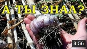 Когда и как выкапывать озимый ЧЕСНОК?
