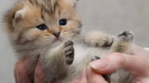 Ежова Котёнок