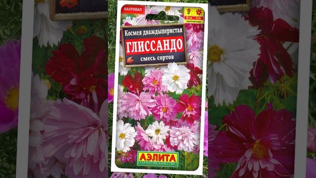 Космея дваждыпепистая - Глисандо смесь сортов.?