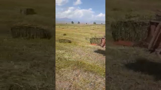 Пресс падборшик киргистан смотреть онлайн