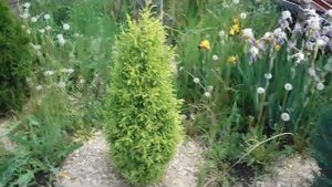 Можжевельник Голд Кон в Пензе