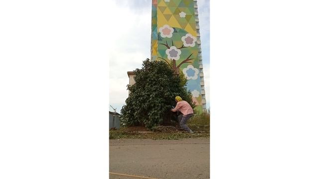 Обрезка сирень городская красавица
