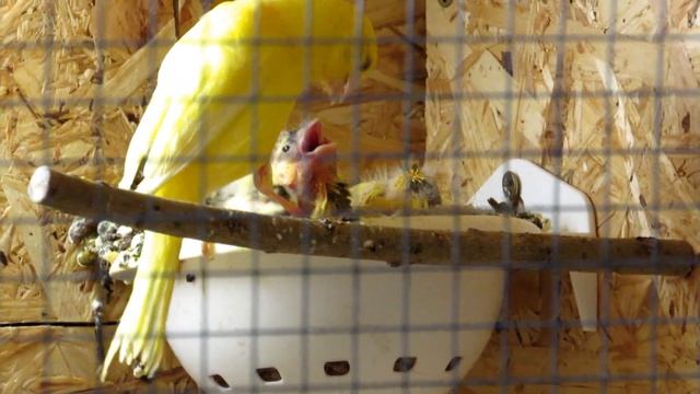 Канарейки. Разведение канареек. Часть 3: птенцы вылетают из гнезда смотреть онлайн