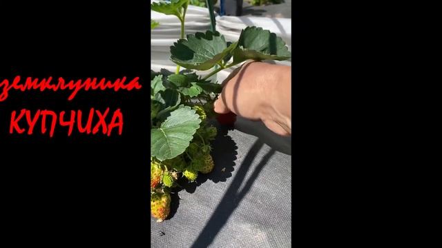 #Купчиха#земклуника созрела в Нижегородской области! смотреть онлайн