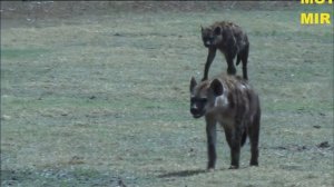 ЖИВОТНЫЕ ГЕРМАФРОДИТЫ - 6 животных которые меняют свой пол