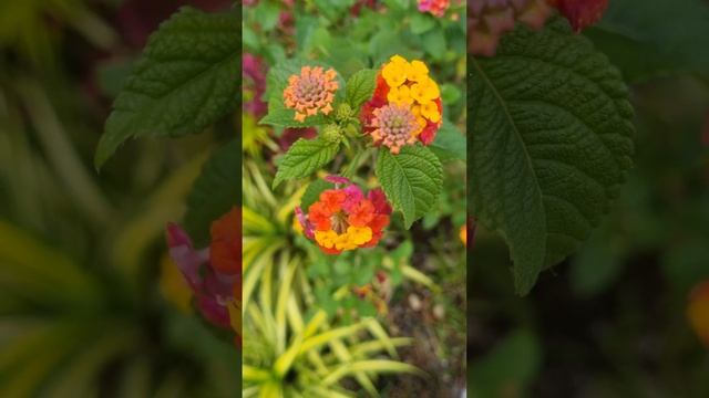 This is lantana Camara flower