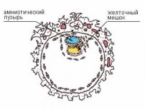 Оплодотворение яйцеклетки