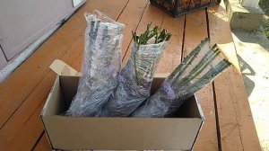 Розы из питомника "ТИМОФЕЙ".