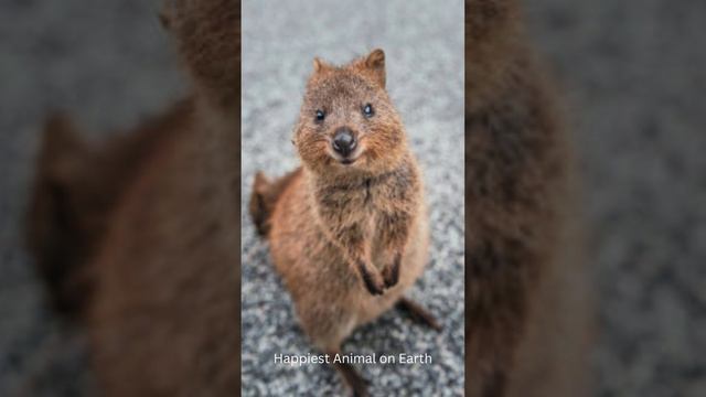 Do you know ( Quokka )