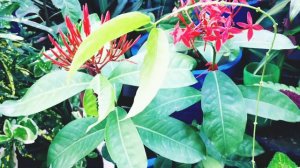 Best Flowering Ixora Plant || Care of Ixora Plant || How to Grow and Care Ixora Plant ||