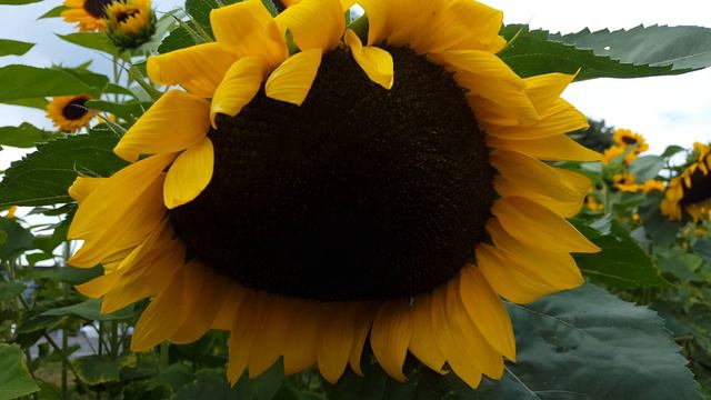 Подсолнечно / Sunflower UHD (4K) смотреть онлайн