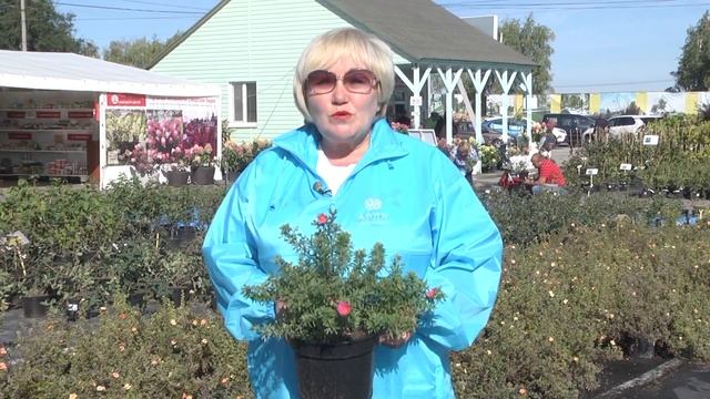 Подборка осенних удобрений для кустарников и хвойных деревьев.