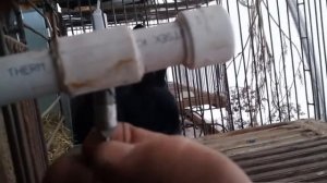 Как научить кролика пить из нипельной поилки