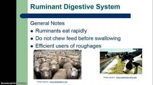 Types of Livestock Digestive Systems