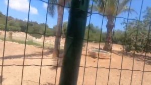 ПАФОС | КИПР | ЗООПАРК | Paphos ZOO | Супер время | Отдых