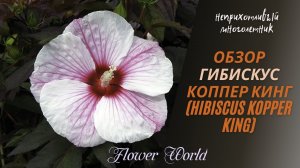 Обзор Гибискус Коппер кинг (Hibiscus Kopper King).