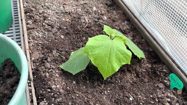 ПОСАДКА ОГУРЦОВ В ТЕПЛИЦУ смотреть онлайн