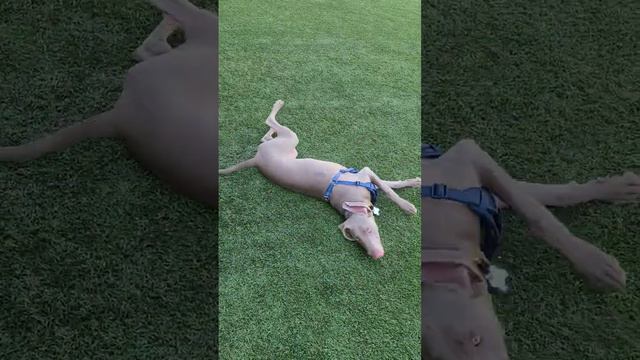 happy dog happy mommy #weimaraner смотреть онлайн