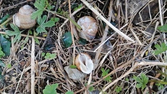 Гигантские улитки в дикой природе/Giant snail in wild nature смотреть онлайн