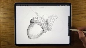 IPAD DRAWING TUTORIAL - How to draw an Acorn