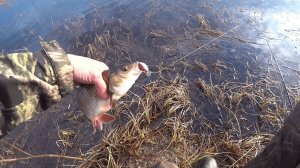 ВСЕ РУЧЬИ ОБЪЕХАЛИ ,А НАШЛИ ИХ В ОЗЕРЕ.РЫБАЛКА НА СПИННИГ И ПОПЛАВОК В МАЕ.