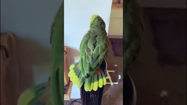 Смешные приколы с животными.