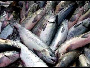 Лов кеты на Амуре, сплавной сетью .