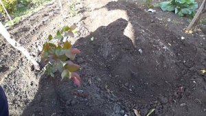 Посадка лука и чеснока под зиму. Часть 2