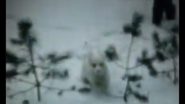 Воронеж, 1981 год: снежная зима (из архива семейных прогулок)