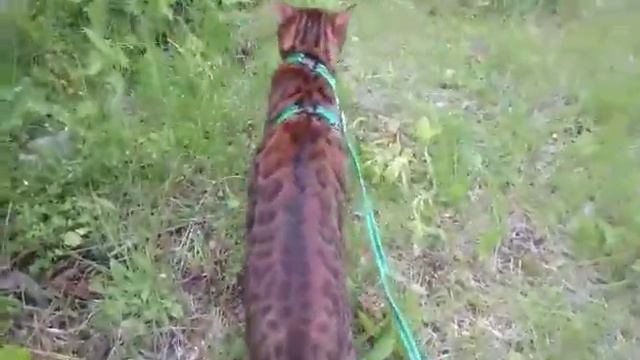 Бенгальские котята - мини леопардики! смотреть онлайн