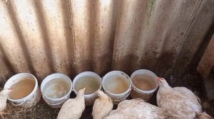 Заглубленная Теплица=Солнечный Вегетарий.) Содержание Птицы Зимой в Заглубленной Теплице