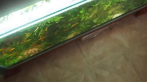 Светодиодный светильник для аквариума 300 л.