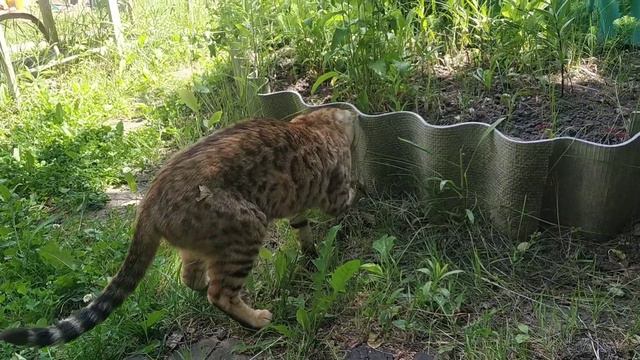 Бенгальская кошка играет с мышкой#кот#бенгальскаякошка