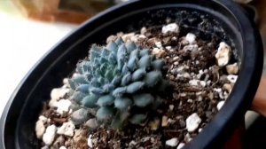 Mi Echeveria setosa var deminuta