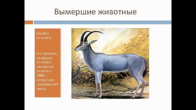 Голубая антилопа из Черной книги.
