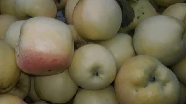 #сад #фрукты / Райские яблочки из фруктового сада Садового экспресса смотреть онлайн