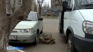 Певчие птицы Воронеж