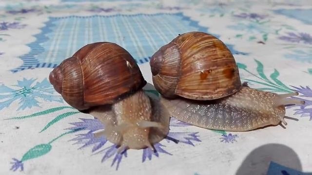 Брюхоногие
