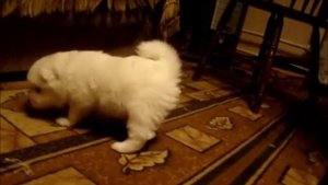 щенок самоеда, 4 недели ровно