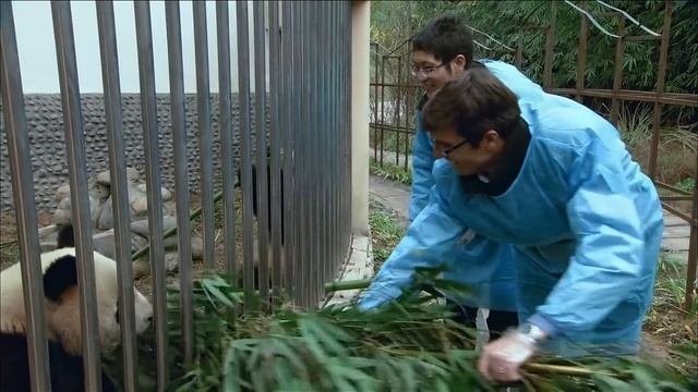 The Land Of The Pandas (Panda Documentary) | Real Wild