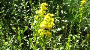 Медоносы Белоруссии "Золотарник" поздний медосбор.